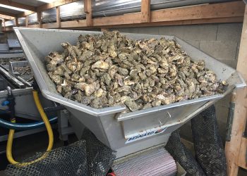 laveur à huîtres